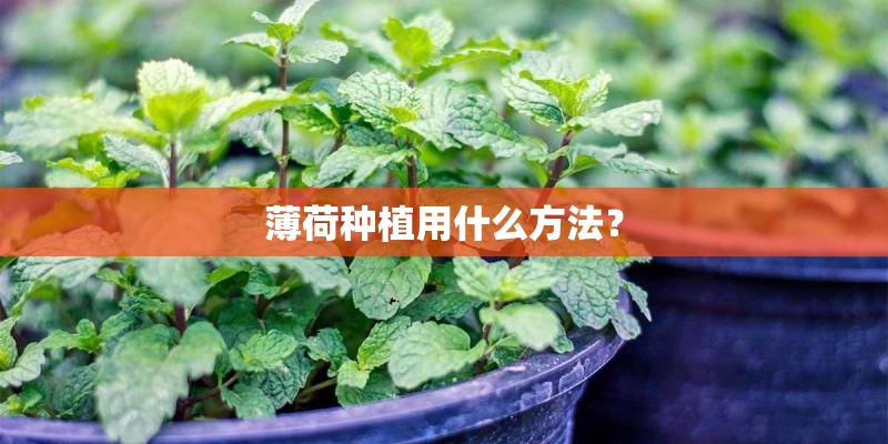 薄荷种植用什么方法？