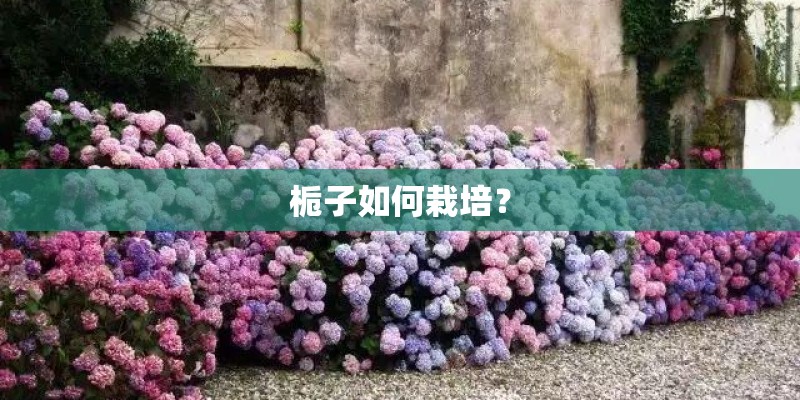 栀子如何栽培？