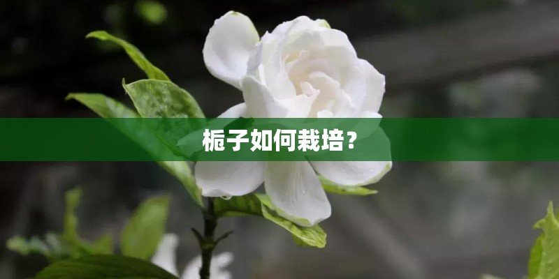 栀子如何栽培？