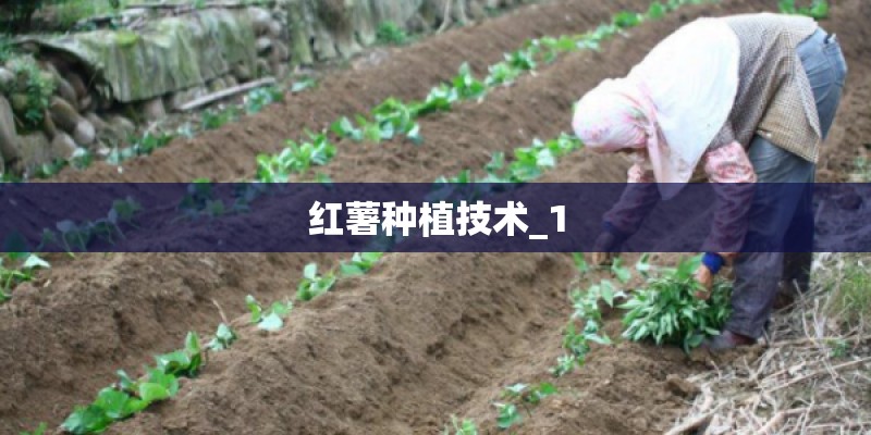 红薯种植技术_1