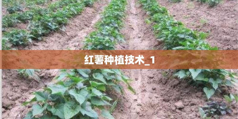 红薯种植技术_1