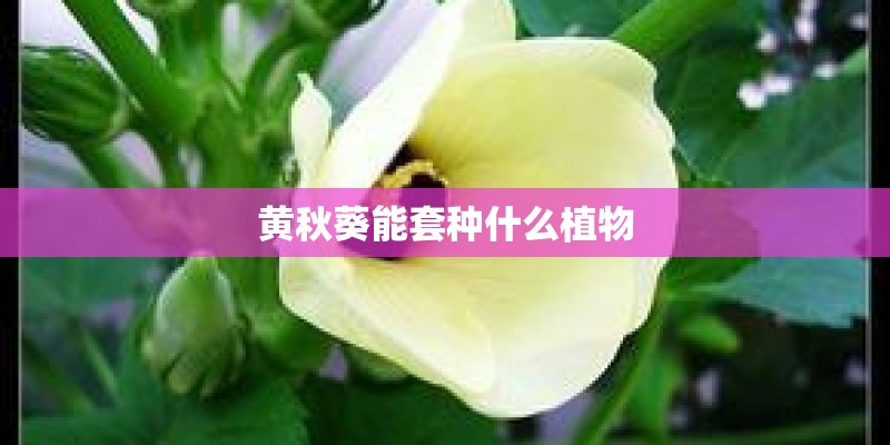黄秋葵能套种什么植物