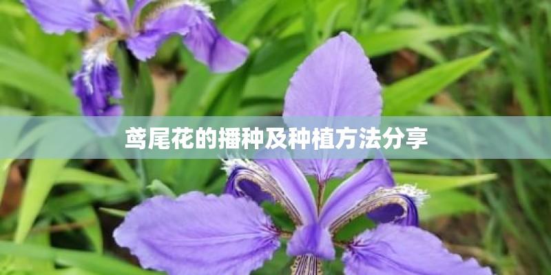 鸢尾花的播种及种植方法分享