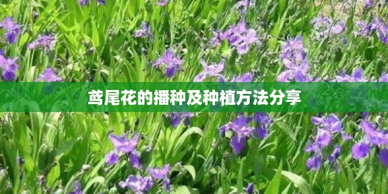 鸢尾花的播种及种植方法分享