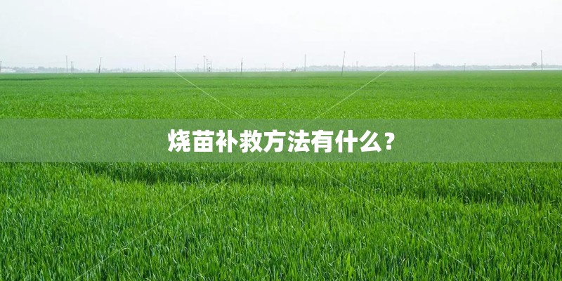 烧苗补救方法有什么？