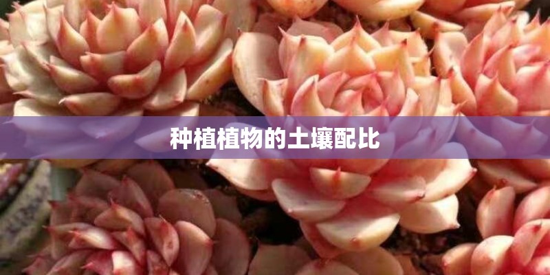 种植植物的土壤配比