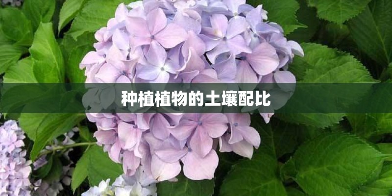 种植植物的土壤配比
