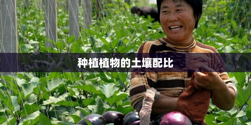 种植植物的土壤配比