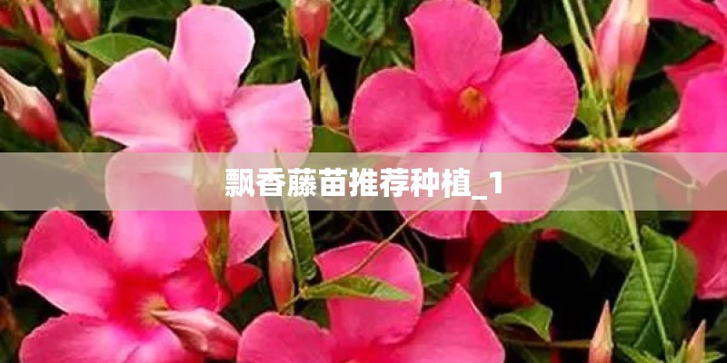 飘香藤苗推荐种植_1