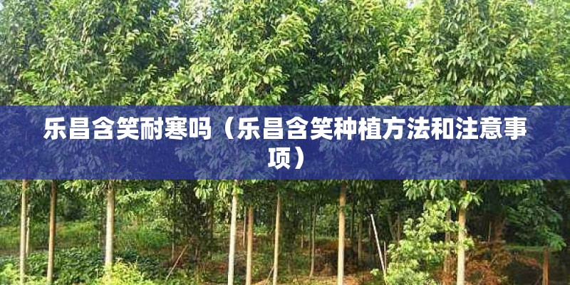 乐昌含笑耐寒吗（乐昌含笑种植方法和注意事项）