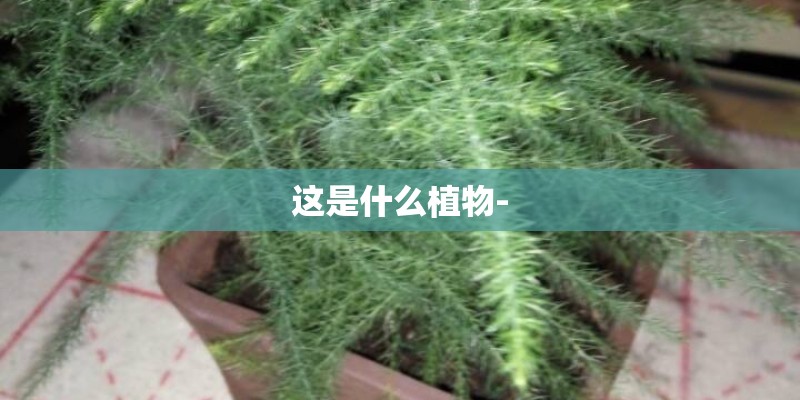 这是什么植物-