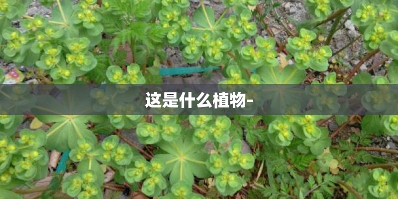 这是什么植物-