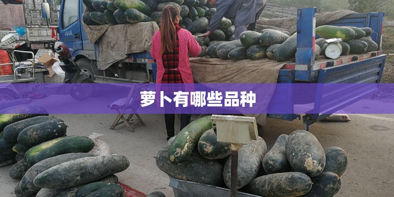 萝卜有哪些品种