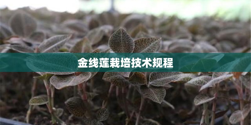 金线莲栽培技术规程