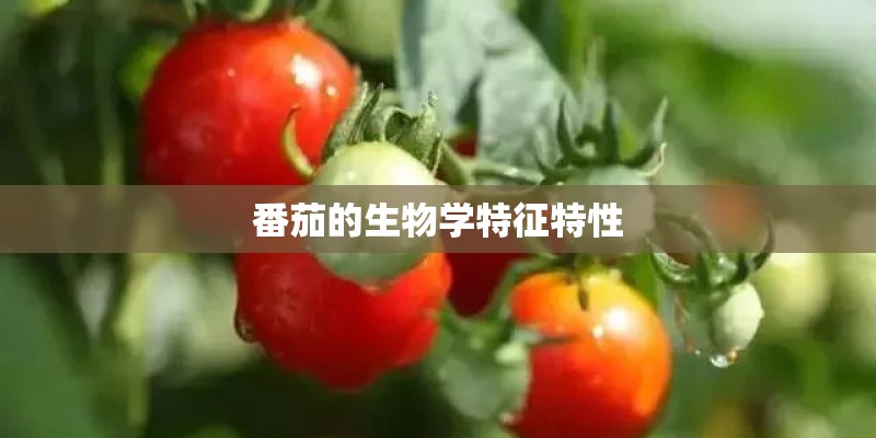 番茄的生物学特征特性