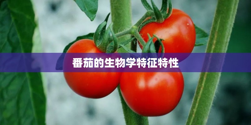 番茄的生物学特征特性
