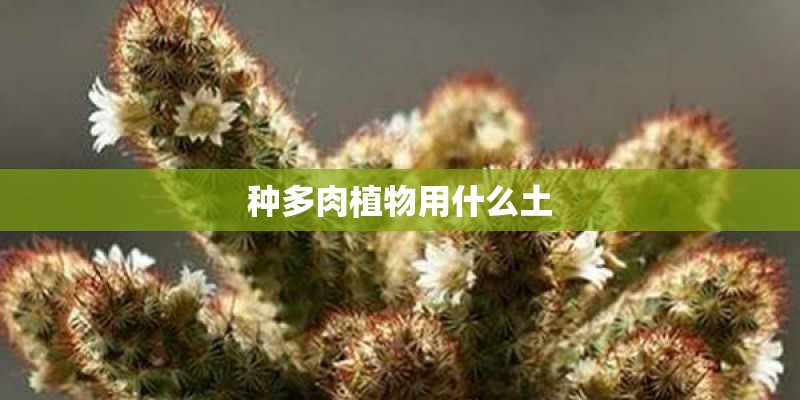 种多肉植物用什么土