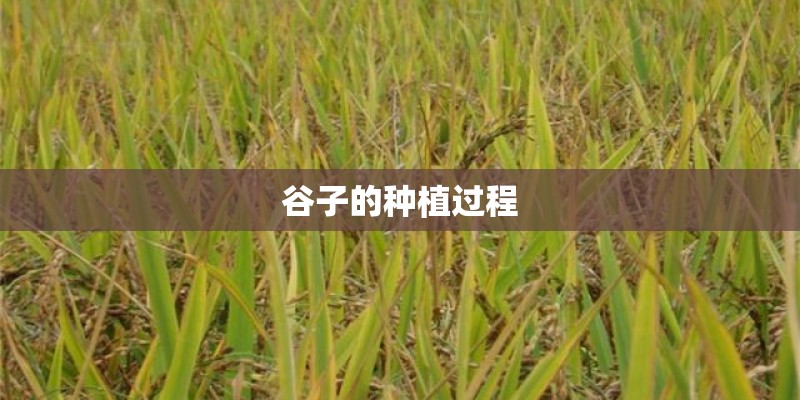 谷子的种植过程