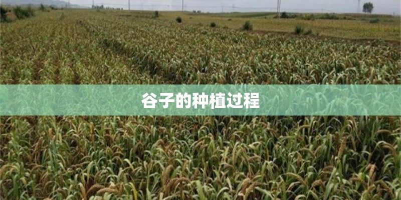 谷子的种植过程