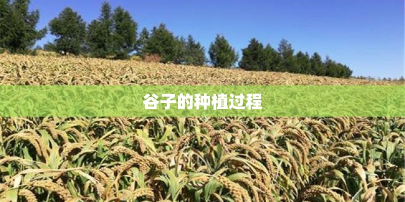 谷子的种植过程