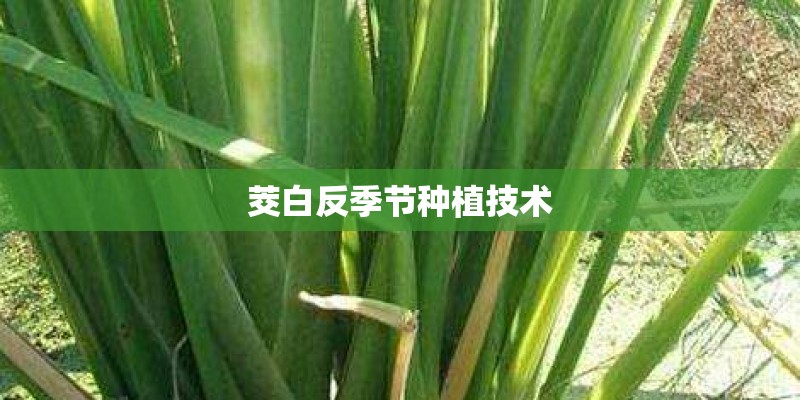 茭白反季节种植技术