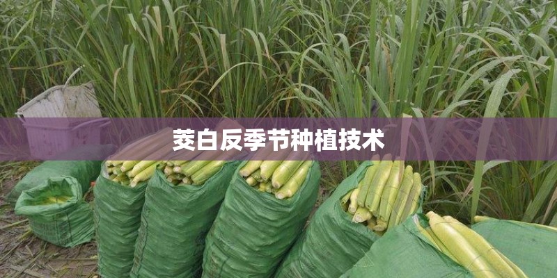 茭白反季节种植技术