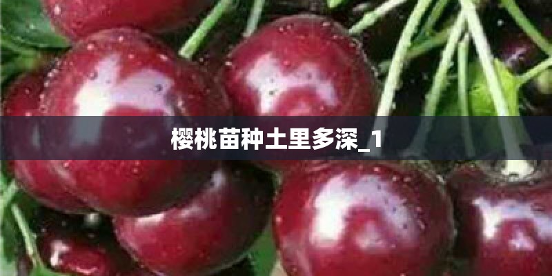 樱桃苗种土里多深_1