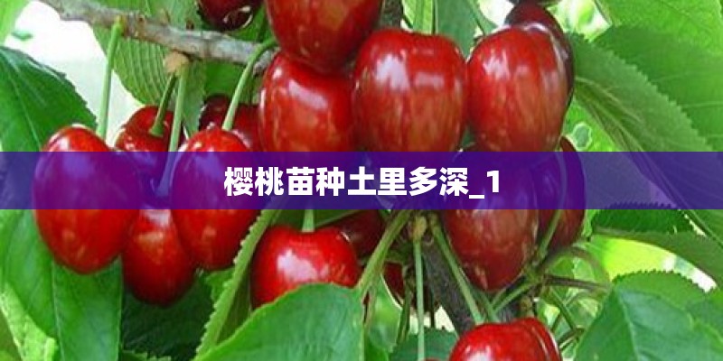樱桃苗种土里多深_1