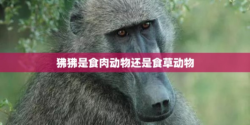 狒狒是食肉动物还是食草动物