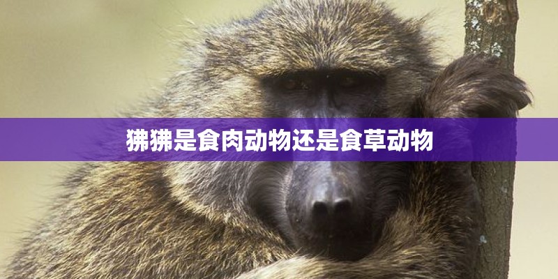 狒狒是食肉动物还是食草动物