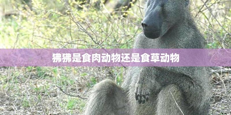狒狒是食肉动物还是食草动物