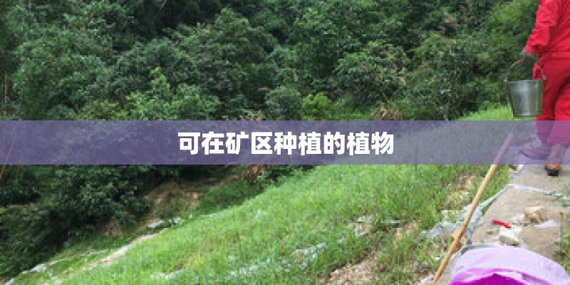 可在矿区种植的植物
