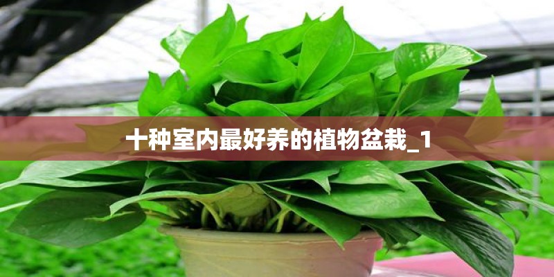 十种室内最好养的植物盆栽_1