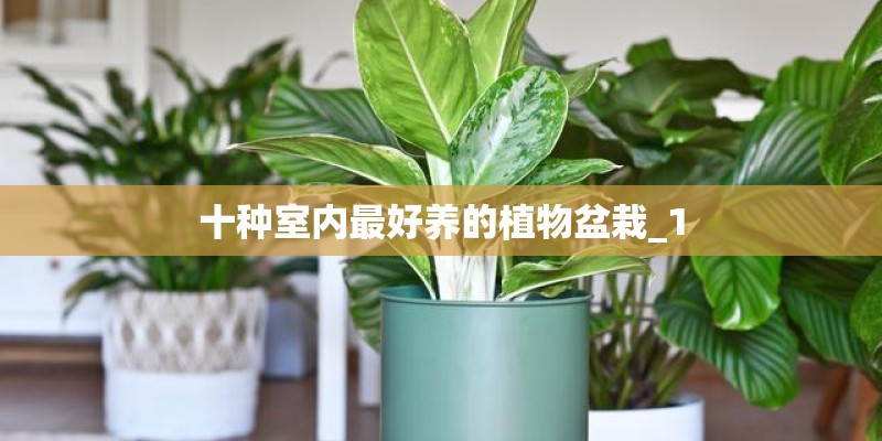 十种室内最好养的植物盆栽_1