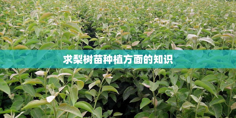 求梨树苗种植方面的知识