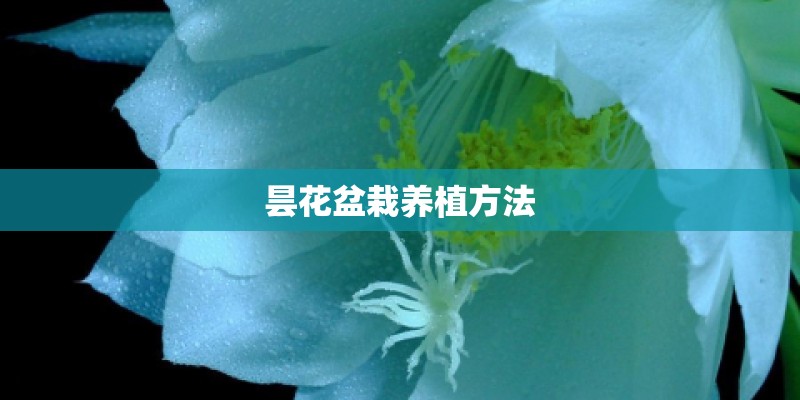 昙花盆栽养植方法