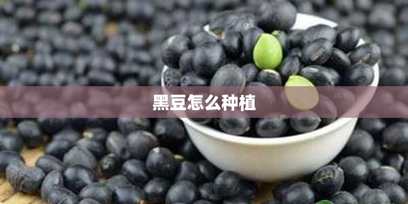 黑豆怎么种植