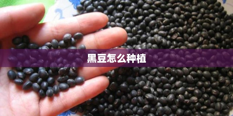 黑豆怎么种植
