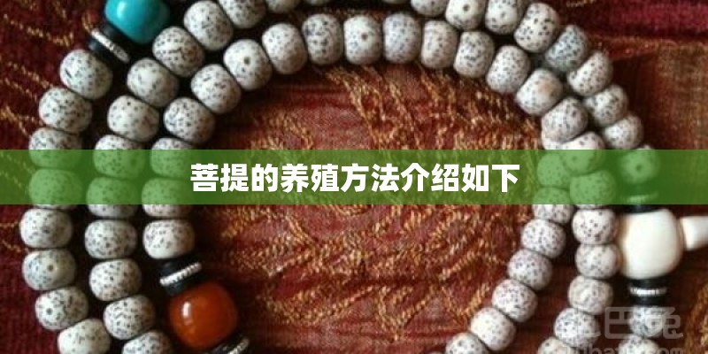菩提的养殖方法介绍如下