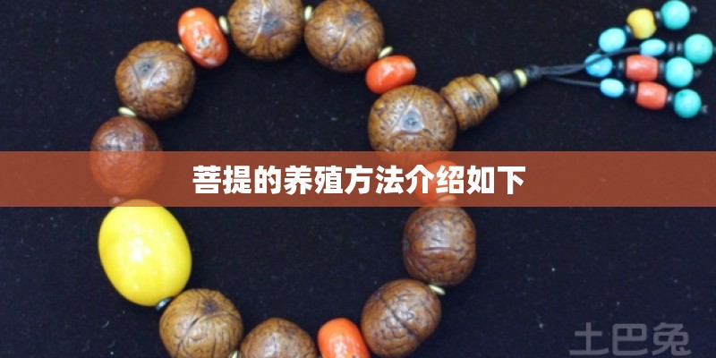 菩提的养殖方法介绍如下