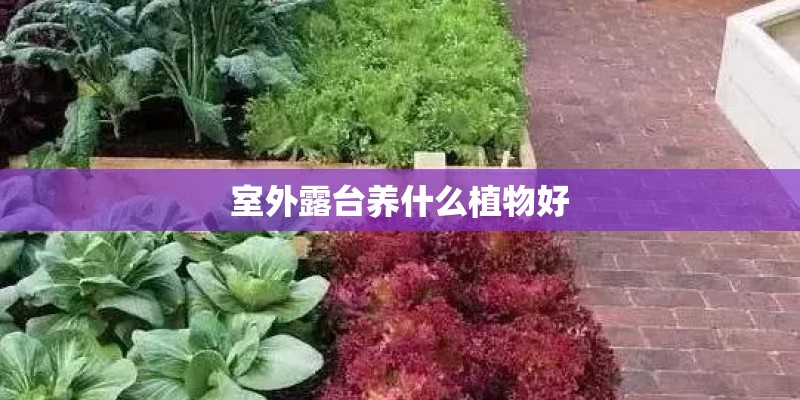 室外露台养什么植物好