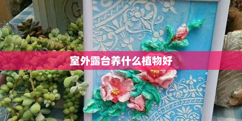 室外露台养什么植物好
