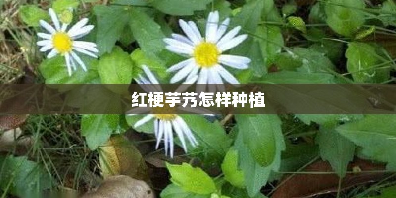 红梗芋艿怎样种植