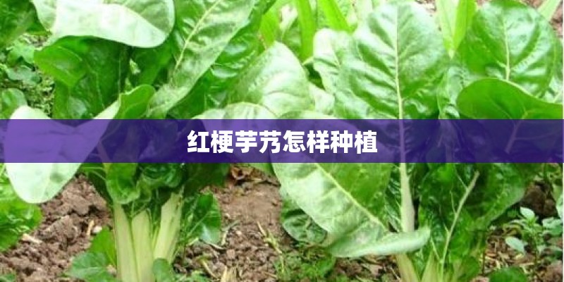 红梗芋艿怎样种植