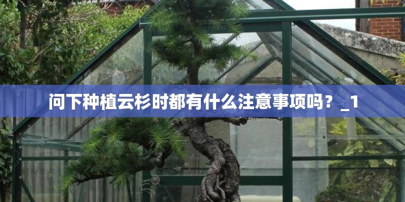 问下种植云杉时都有什么注意事项吗？_1