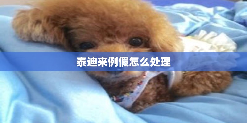 泰迪来例假怎么处理
