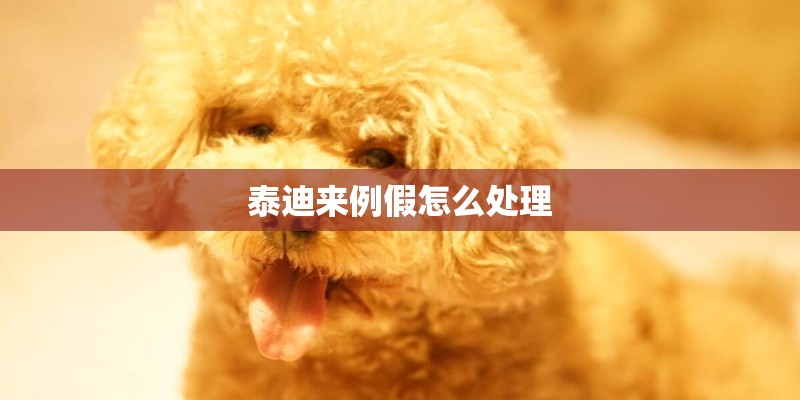 泰迪来例假怎么处理