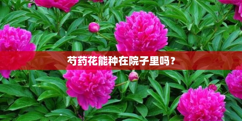 芍药花能种在院子里吗？