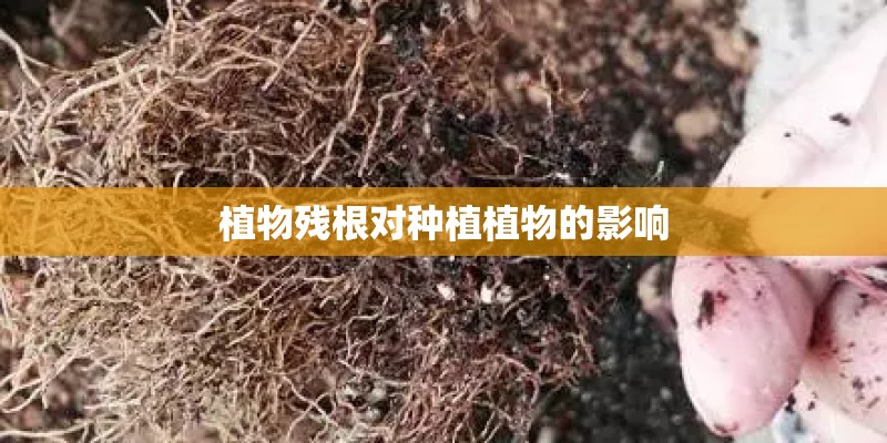 植物残根对种植植物的影响