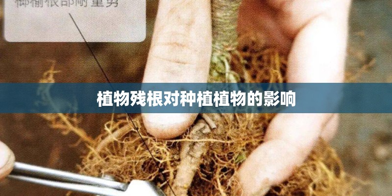 植物残根对种植植物的影响